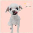 우리집 멍뭉 이미지