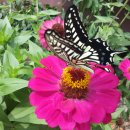 영주 제일교회 이미지