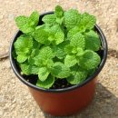 애플민트 이미지