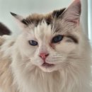 랙돌카페냐옹 이미지