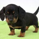 닥스훈트(DACHS HUND) 이미지