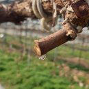 일비농장 이미지