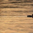 닭오리의 꿈 이미지