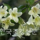 산야에 피는 수줍은 색시 같은 꽃 - 병꽃나무 재배법 이미지