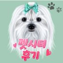 펫메이트 | [부업 추천]도그메이트 방문펫시터 찐경험담 후기 / 반려견, 반려묘 돌봄, 산책, 케어활동