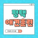 평택 애견훈련 노견 보호자 울린 수업 후기, 러닝버니 도그스쿨 독피트니스