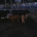 우암목장 이미지