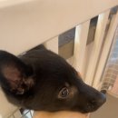 다시사랑받개 이미지