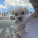 무지개컴퓨터세탁 | 펫로스 증후군, 이겨낼 수 있을까?