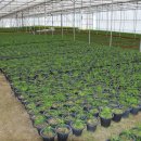 금송농장 이미지