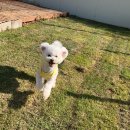 경산유치원 | 🐶 [실사용후기] 우리 강아지가 먼저 가고 싶어 하는 유치원, 경산 피플앤퍼피 후기