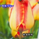 남사물향기야생화 이미지