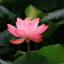 산포홍련마을 이미지