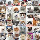 용인 고양이 치과동물병원, 5살 아이 구내염 전발치 치료이야기 <16년 차 치주질환전문의 작성>