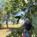 청학농장 이미지