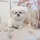 비비펫 동물병원 이미지