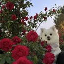 누가꽃이개 이미지