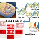 핵산의 DNA 설계도에 의한 단백질을 형성 이미지