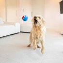 금배네 민박 이미지