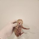 노성남 동물병원 이미지