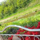 변신하개 이미지