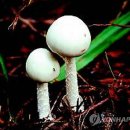 113. 대표적인 독버섯 `독우산광대버섯` 이미지