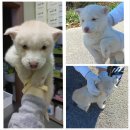 당진시 동물보호소 동물병원 이미지