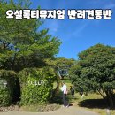 제주 오설록 티뮤지엄 반려견 동반 후기 (녹차밭 산책 코스)