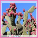 선인장 | 대원헬스 블락킹 노팔선인장 먹는 선인장 솔직 후기