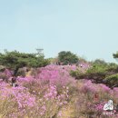 부천시 현충탑 | 내가 꼽은 김포 꽃구경 명소