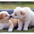 다우동물병원 이미지