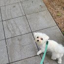 디디동물병원