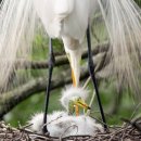 2018년 제9회 오두본 조류 사진공모전 수상작 100선 (01~50) (The 2018 Audubon Photography Awards: Top 100) 이미지