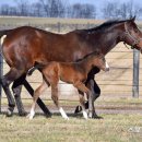 순산목장 이미지