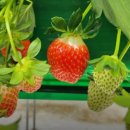 금상농장 이미지