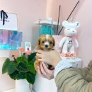 몽냥몽냥 강아지분양 일산점 | 선택 기준이 달라진 날 몽냥몽냥 강아지분양 일산점