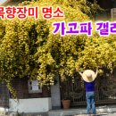 목향 이미지