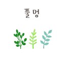 아페시스 네이버블로그