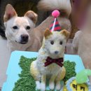 뚜드림 | 수원강아지케이크 뚜드림 전신입체생일케이크 제작 후기