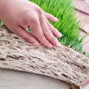 ㈜엽록소 이미지