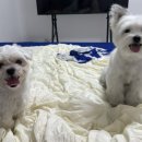 페이보릿(favorite) 이미지