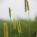 강아지풀 이미지