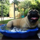 오늘도 귀엽개 이미지