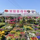 고양시 킨텍스 꽃집 보람플라워 서오릉 개업화분 꽃배달 후기