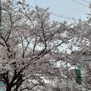 본가장수촌 조치원점 | 세종 부모님 모시고 갈 식당 [본가장수촌] 조치원맛집 누룽지 닭백숙 솔직후기, 조치원 벚꽃 현황