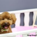 멍멍뷰티 이미지