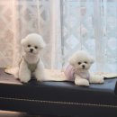 러브리독 이미지