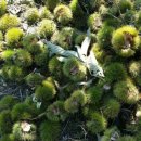 밤이농장 이미지