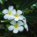 플루메리아 이미지