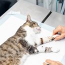 24시 연희동물의료센터 이미지